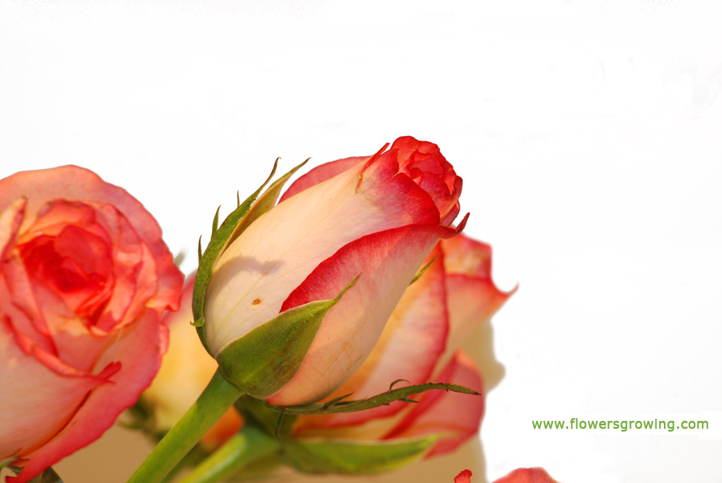 راهنمای نگهداری و پرورش گل و گیاهان زینتی - گل رز